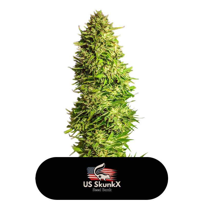 Super X Kush de US Skunkx SeedS