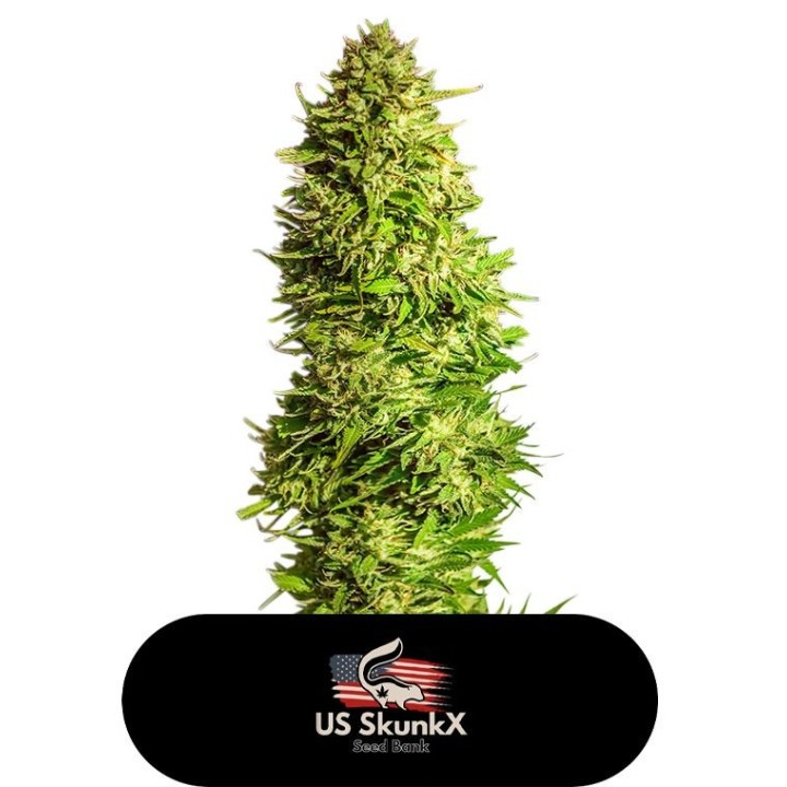 Super X Kush de US Skunkx SeedS