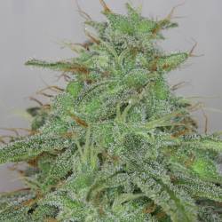 Candy Fruit Auto de V Elementum Seeds