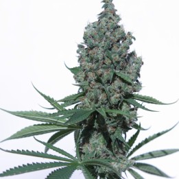 K8 de V Elementum Seeds