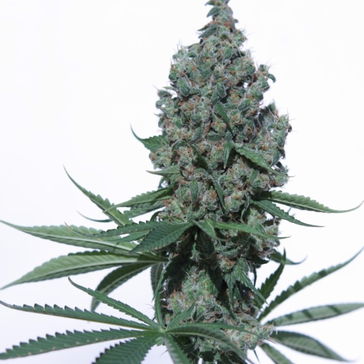 K8 de V Elementum Seeds