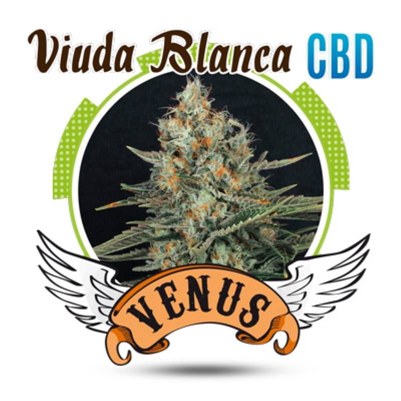 Viuda Blanca Cbd Feminizada de Venus Genetics