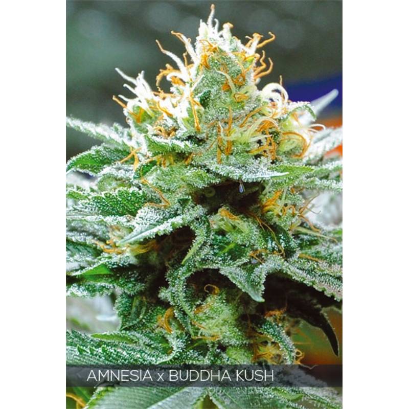 Amnesia X Buddha Kush de Vision Seeds