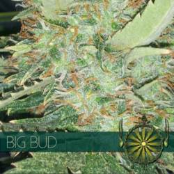 Big Bud Feminizada...