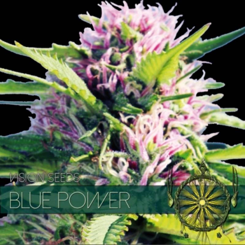 Blue Power Feminizada (Etiqueta Francesa) de Vision Seeds