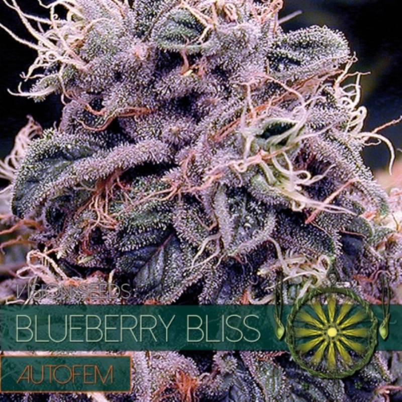 Blueberry Bliss Autoflowering Feminizada (Etiqueta Francesa) de