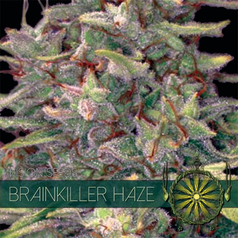 Brainkiller Haze Feminizada (Etiqueta Francesa) de Vision Seeds
