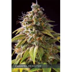 Caramel Monster de Vision Seeds