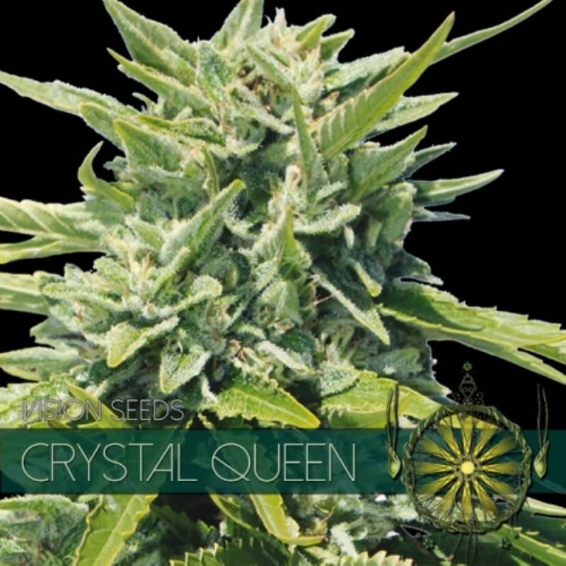 Crystal Queen Feminizada (Etiqueta Francesa) de Vision Seeds