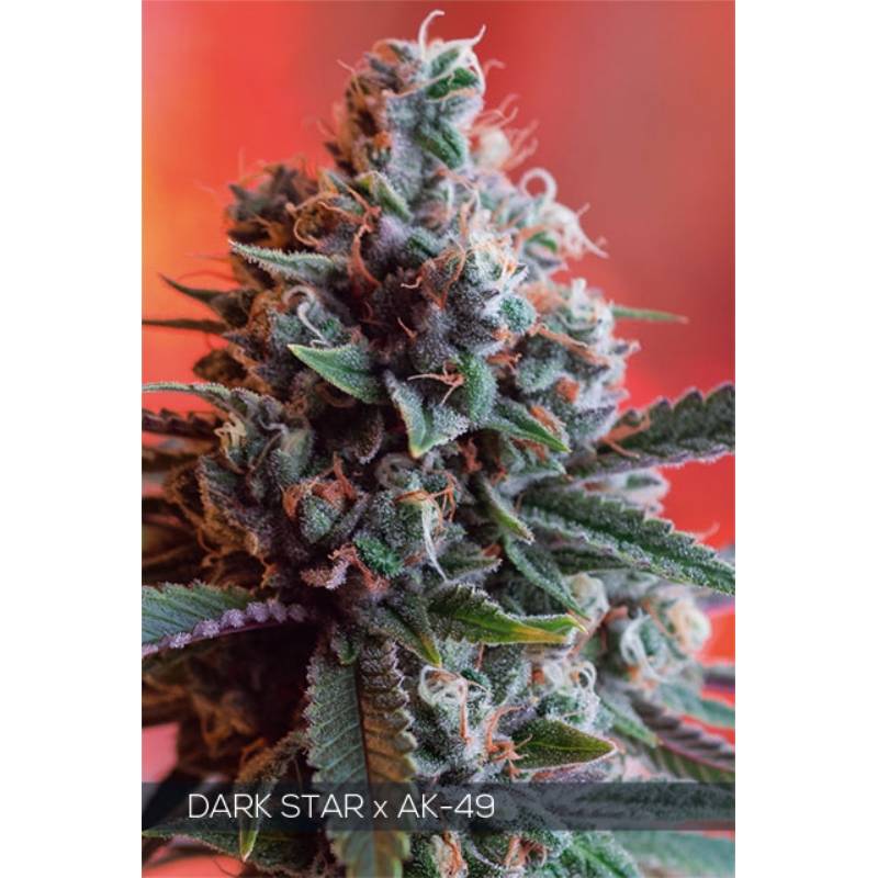 Dark Star X Ak-49 de Vision Seeds