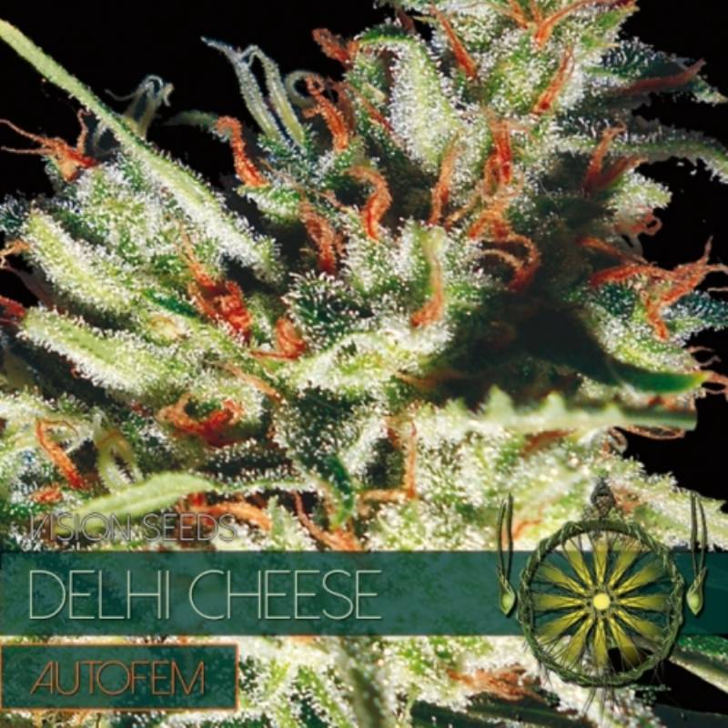 Delhi Cheese Autofloreciente Feminizada (Etiqueta Francesa) de