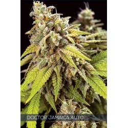 Doctor Jamaica Auto de Vision Seeds