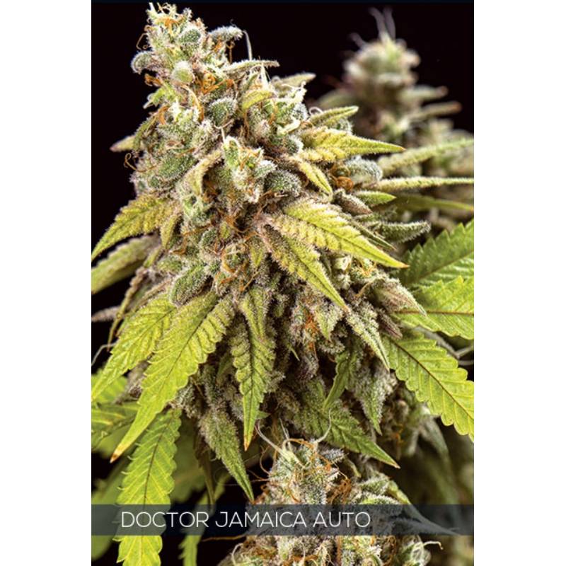 Doctor Jamaica Auto de Vision Seeds