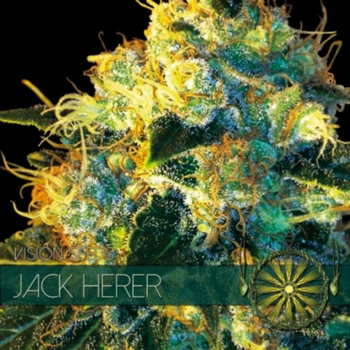 Jack Herer Feminizada (Etiqueta Francesa) de Vision Seeds