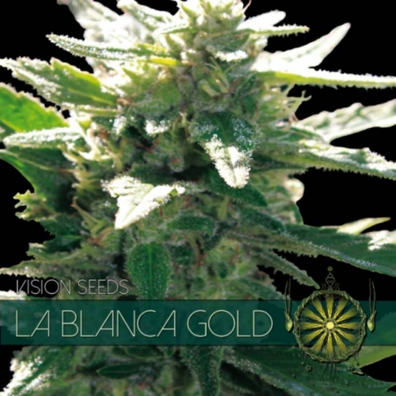 La Blanca Gold Feminizada (Etiqueta Francesa) de Vision Seeds