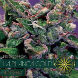 La Blanca Gold Autofloreciente Feminizada (Etiqueta Francesa)