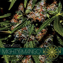Mighty Mango Bud Feminizada (Etiqueta Francesa) de Vision Seeds