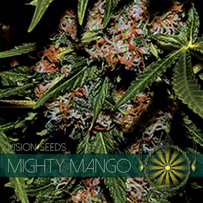 Mighty Mango Bud Feminizada (Etiqueta Francesa) de Vision Seeds