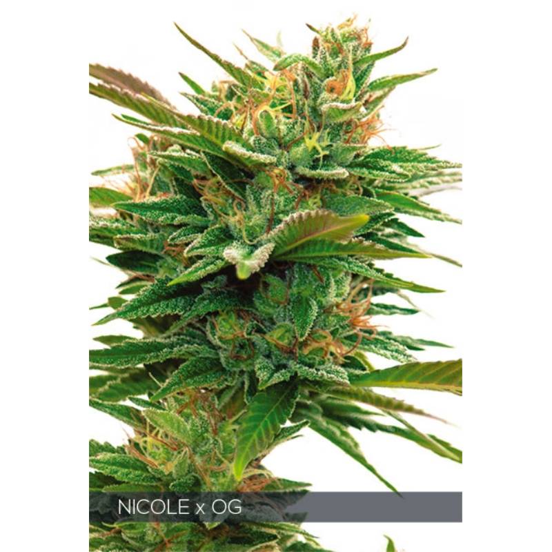 Nicole X Og de Vision Seeds