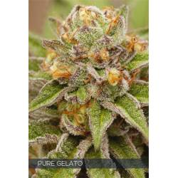 Pure Gelato de Vision Seeds