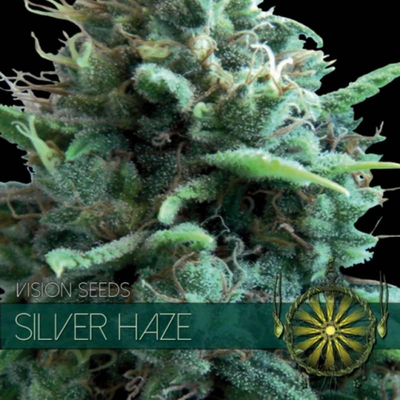 Silver Haze Feminizada (Etiqueta Francesa) de Vision Seeds