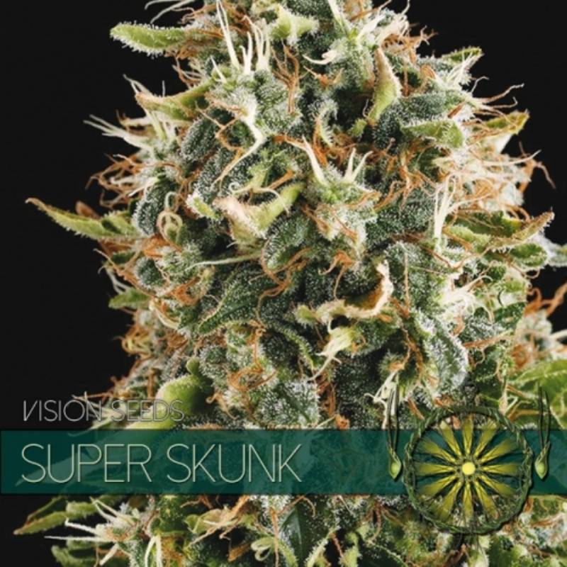 Super Skunk Feminizada (Etiqueta Francesa) de Vision Seeds