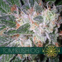 Tom Kush Og Feminizada (Etiqueta Francesa) de Vision Seeds