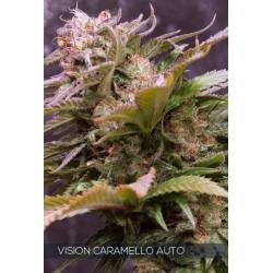 Vision Caramello Auto de Vision Seeds