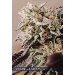 Vision Gelato Auto de Vision Seeds