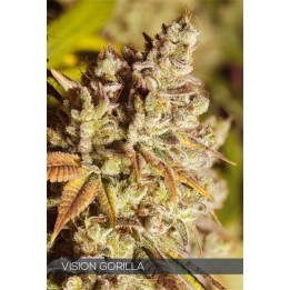 Vision Gorilla de Vision Seeds