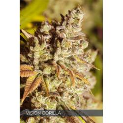 Vision Gorilla de Vision Seeds