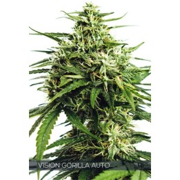 Vision Gorilla Auto de Vision Seeds