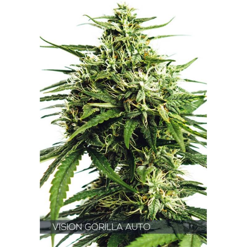 Vision Gorilla Auto de Vision Seeds