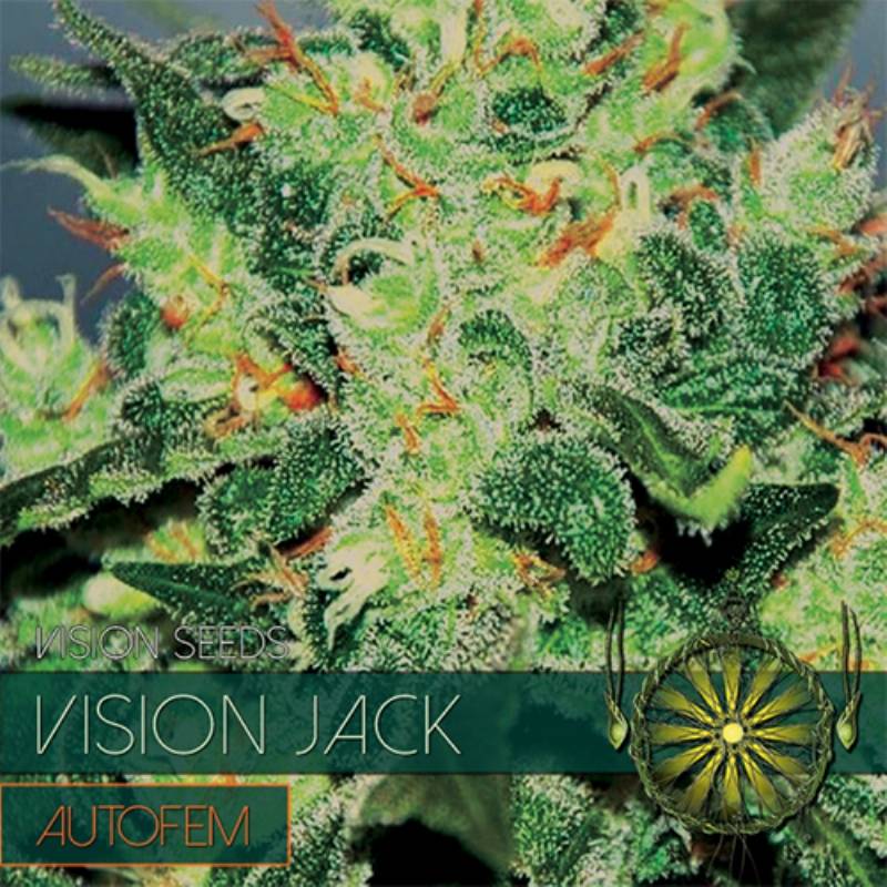 Vision Jack Autoflowering (Etiqueta Francesa) de Vision Seeds