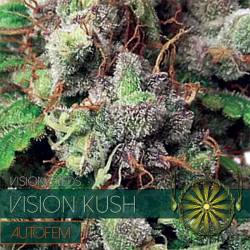 Vision Kush Autofloreciente Feminizada (Etiqueta Francesa) de