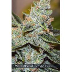 Wedding Cake X Triple Og de Vision Seeds