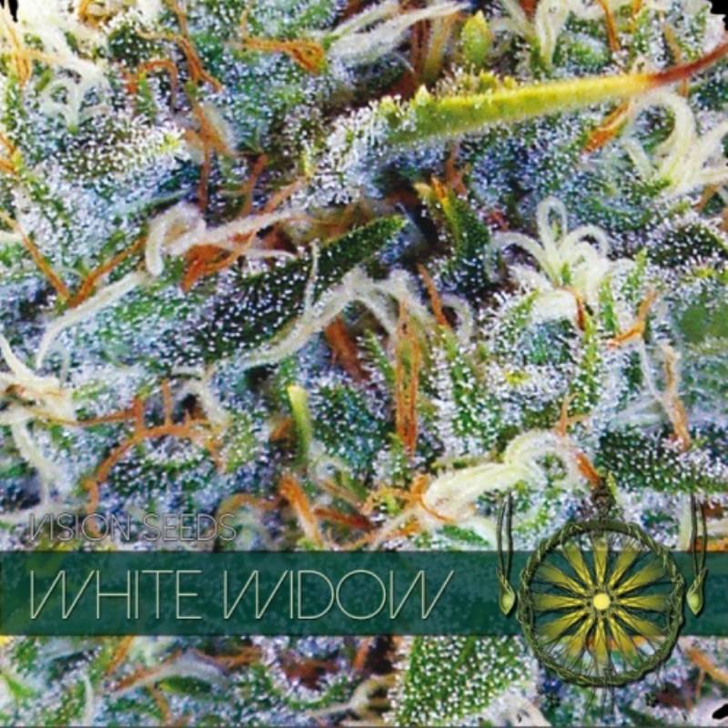 White Widow Feminizada (Etiqueta Francesa) de Vision Seeds