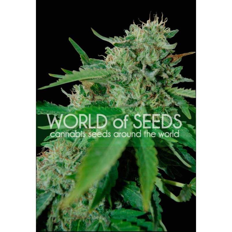 Brazil Amazonia (Wos) Regular de World Of Seeds