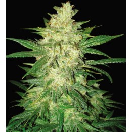 Colombian Gold Ryder Autofloreciente Feminizada de World Of