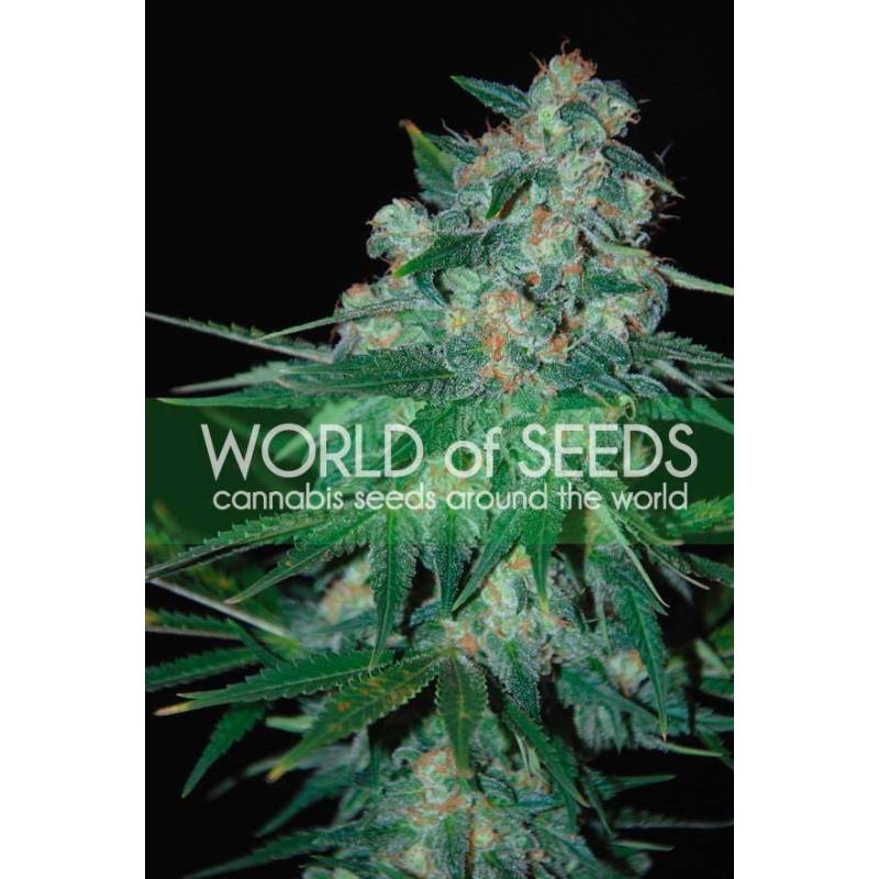 Ketama (Wos) Regular de World Of Seeds