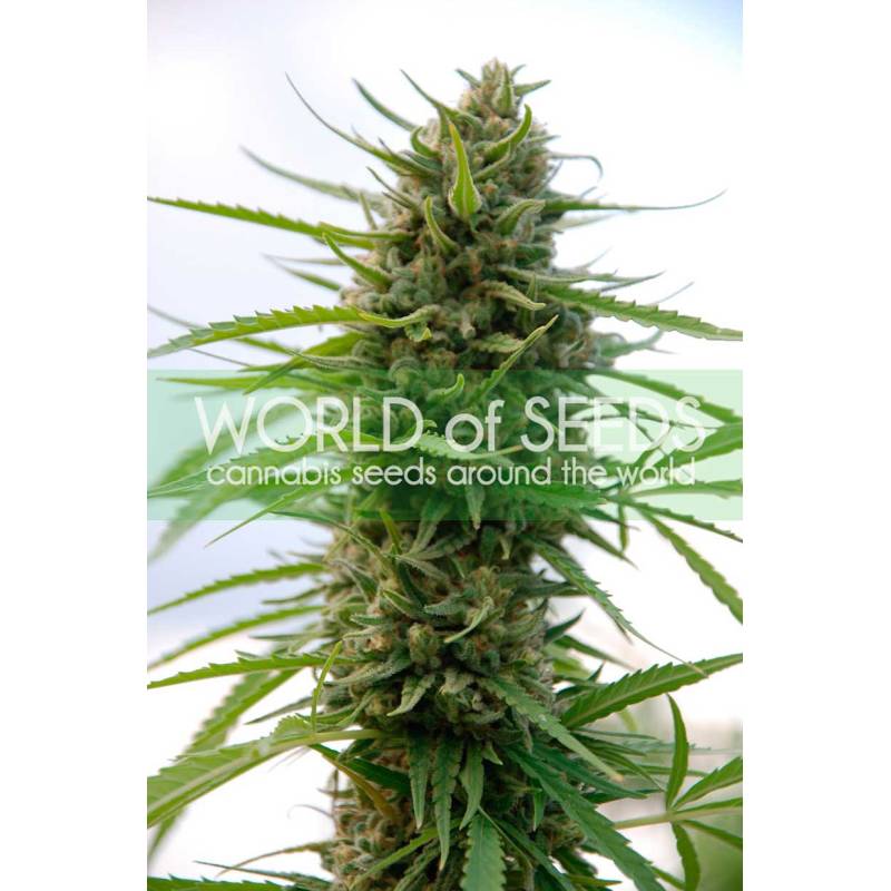 Kilimanjaro (Wos) Regular de World Of Seeds