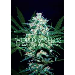 Pakistan Valley (Wos) Regular de World Of Seeds