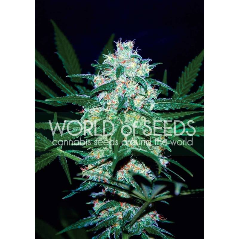 Pakistan Valley (Wos) Regular de World Of Seeds