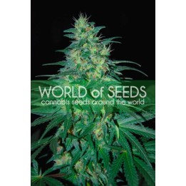 South African Kwazulu (Wos) Feminizada de World Of Seeds