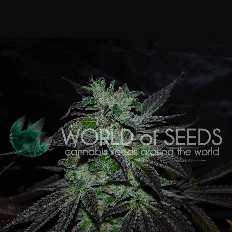 Strawberry Blue (Early Harvest) Feminizada de World Of Seeds