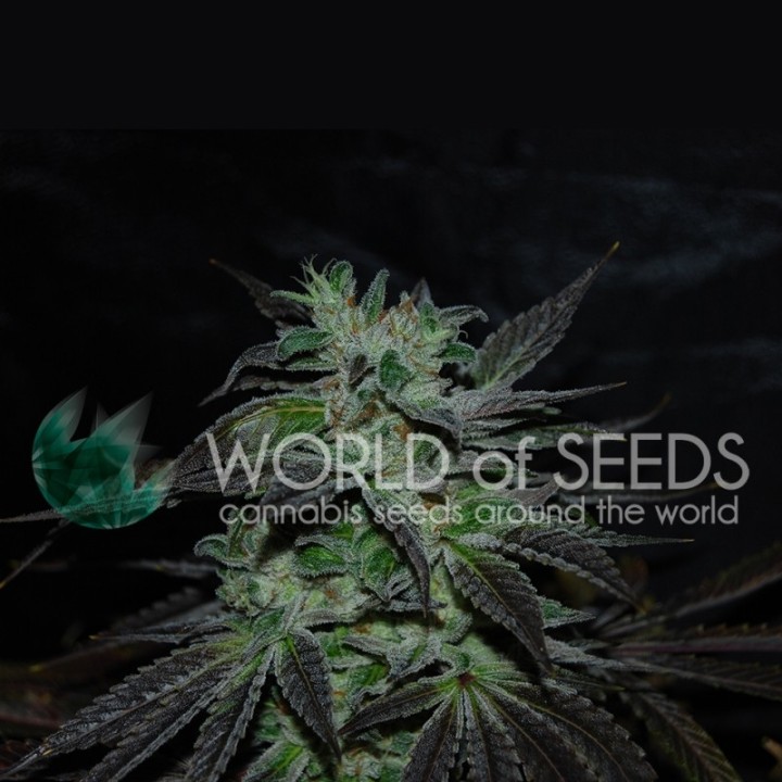 Strawberry Blue (Early Harvest) Feminizada de World Of Seeds