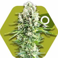 Northern Lights Xl Feminizada de Zambeza Seeds