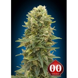 Afghan Mass Autofloreciente Feminizada de 00 Seeds