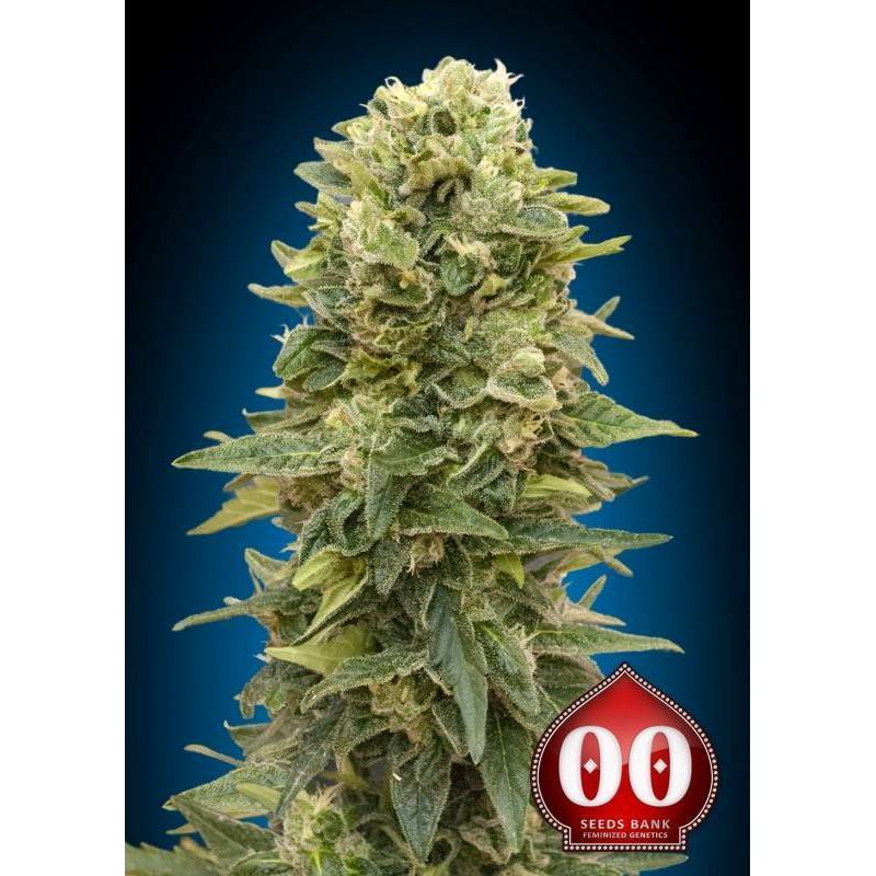 Afghan Mass Autofloreciente Feminizada de 00 Seeds