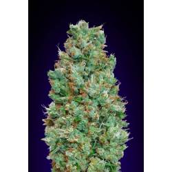 Blueberry Autofloreciente Feminizada de Bulk Seeds Bank